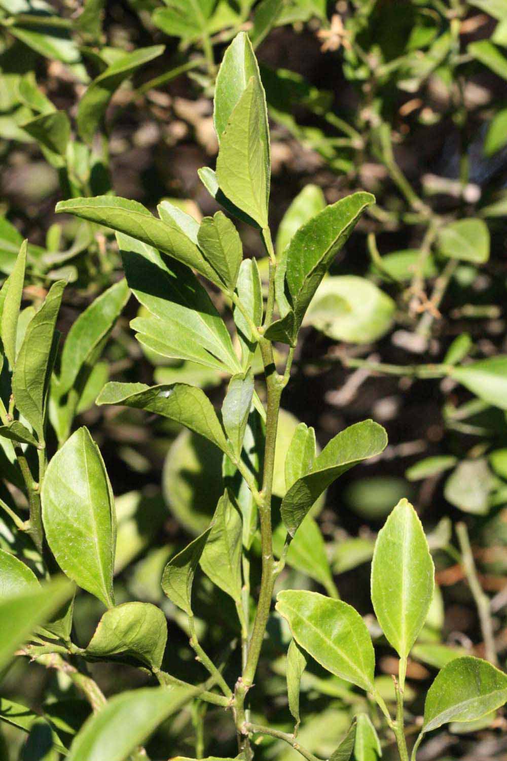              Sun leaves (Riverside, CA)       